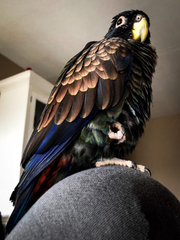 Bronze-Wing Pionus parrots - Image 3