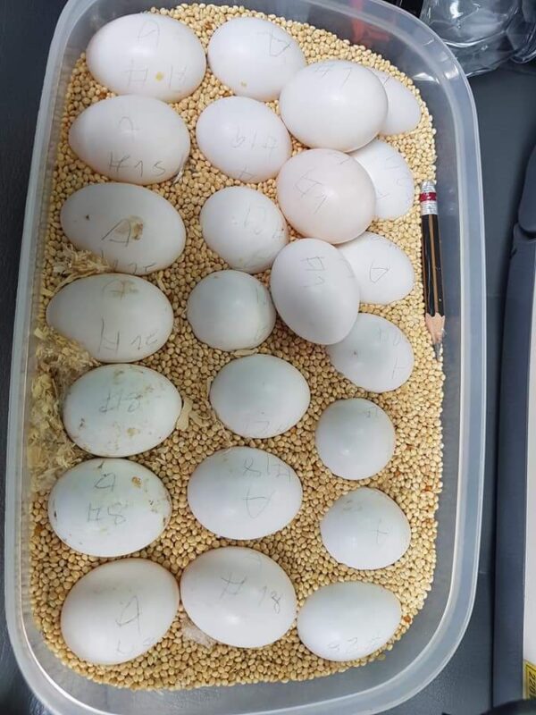 Fertile Macaw Eggs