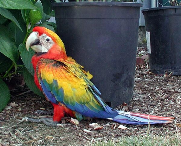 Camelot Macaw Parrots - Image 3