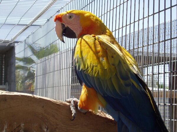 Camelot Macaw Parrots