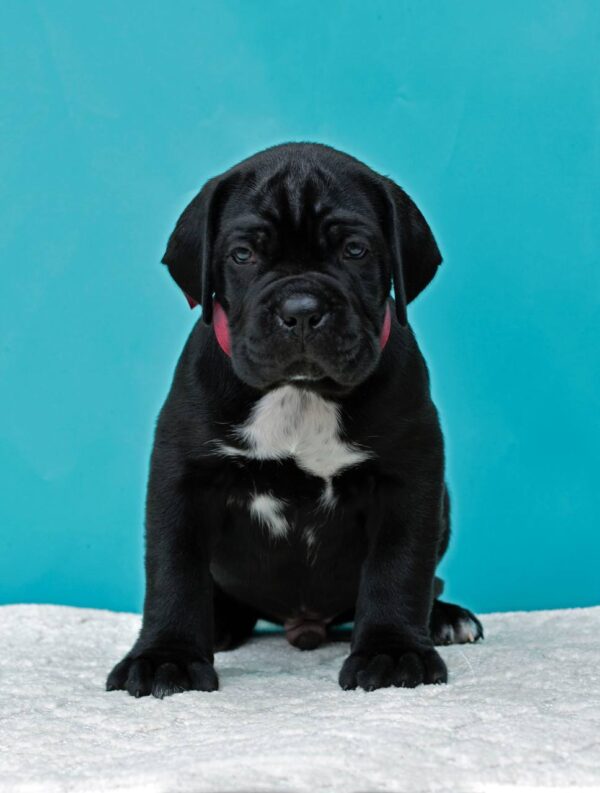 Cane Corso Puppies for Sale