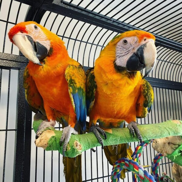 Catalina macaw for sale