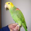 Double Yellow Head Amazon Parrots