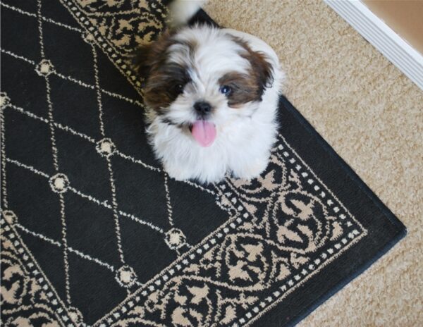 Shih Tzu Puppies For Sale - Image 5