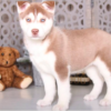 Female Siberian Husky Puppy - Image 3