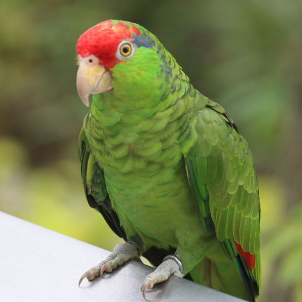 Other Amazon Birds / Parrots For Sale