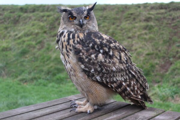 Eurasian Eagle Owl