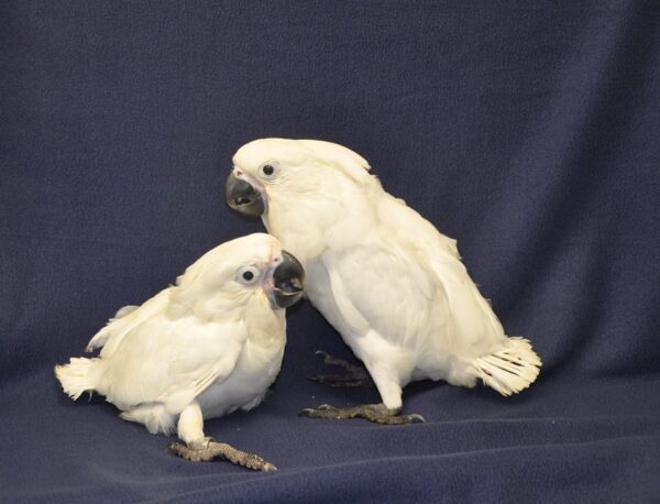 Goffin cockatoo chicks - Image 4