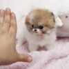 Female Teacup Pomeranian Puppy