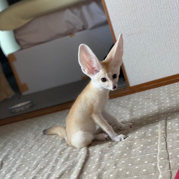 Fennec Foxes - Image 3