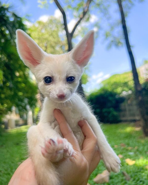 Fennec Foxes - Image 6