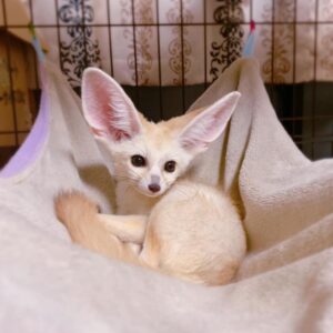 Fennec Foxes