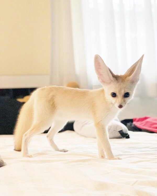 Fennec Foxes - Image 5