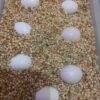 Fertile Amazon Parrot Eggs - Image 2