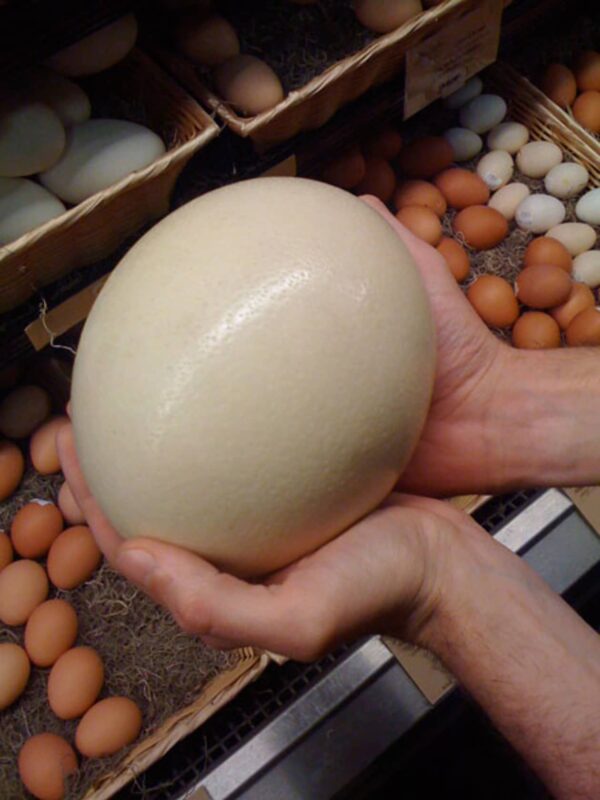 Fertile Ostrich Eggs - Image 2