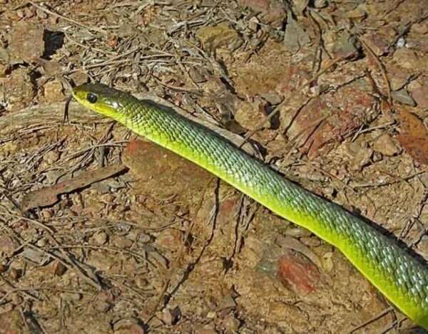 Green Tree Snakes