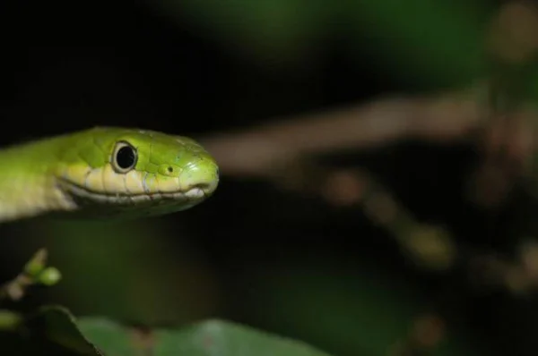 Green Tree Snakes - Image 3