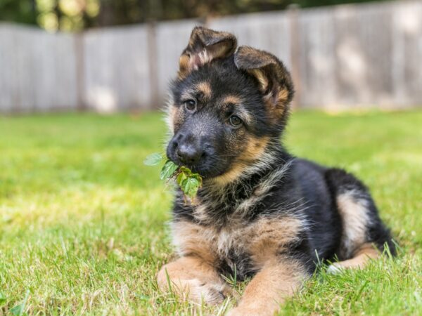 Male German Shepherd Puppies