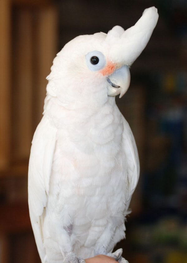 Goffin Cockatoos parrots - Image 3