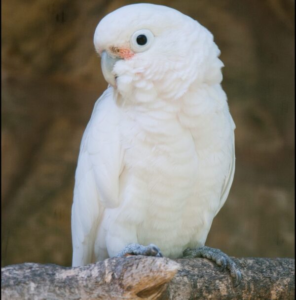 Goffin Cockatoos parrots - Image 4