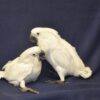 Goffin cockatoo chicks