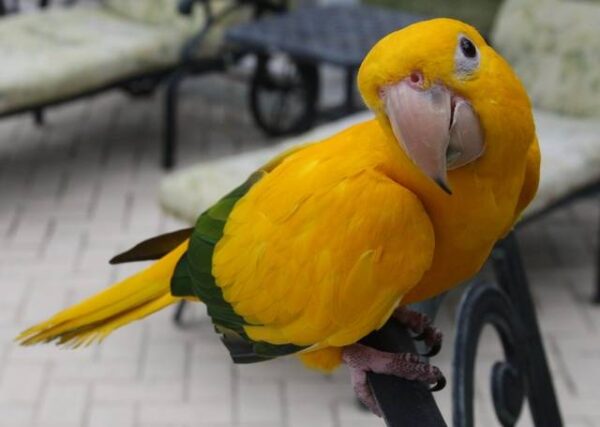 Golden Conure birds for sale - Image 4