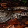 Greater Keeled Rat Snake - Image 2