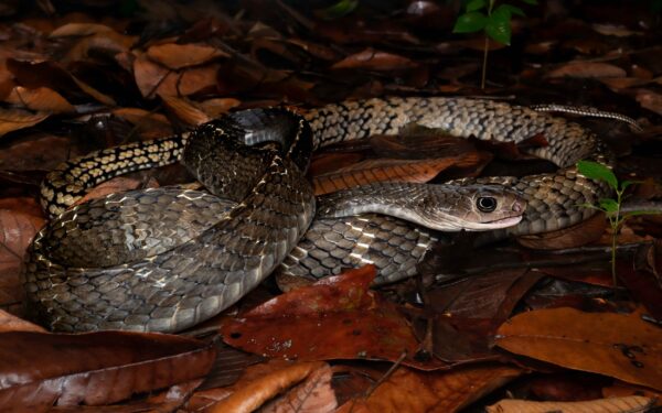 Greater Keeled Rat Snake - Image 2