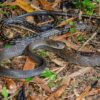 Greater Keeled Rat Snake