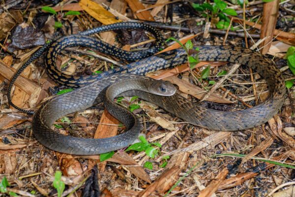 Greater Keeled Rat Snake