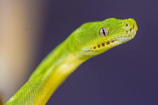 Green Tree Pythons - Image 3