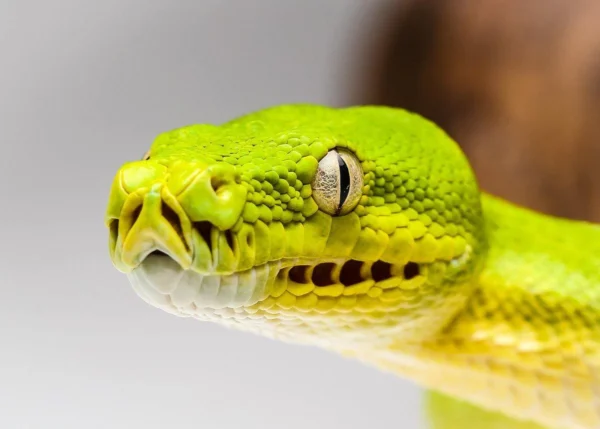 Green Tree Pythons - Image 4