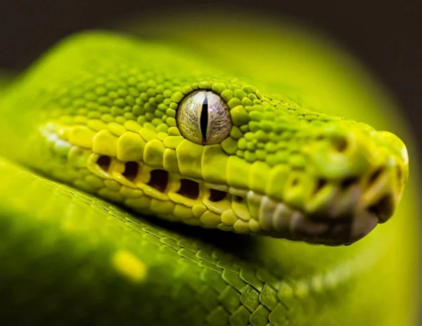 Green Tree Pythons - Image 6