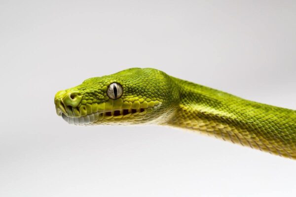 Green Tree Pythons - Image 5