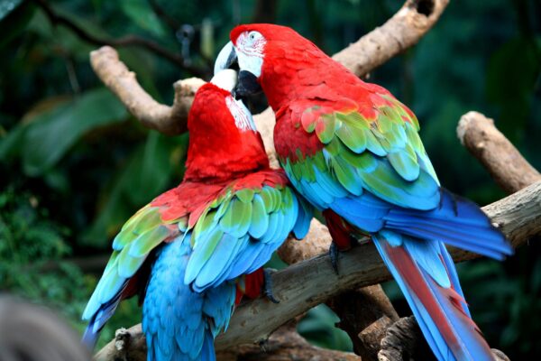 Green Wing Macaw Parrots - Image 3