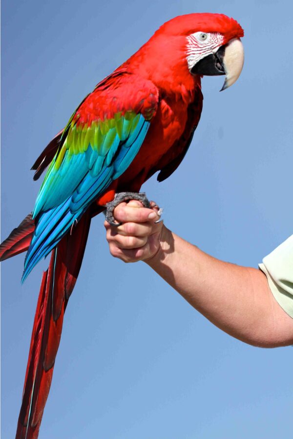 Green Wing Macaw Parrots