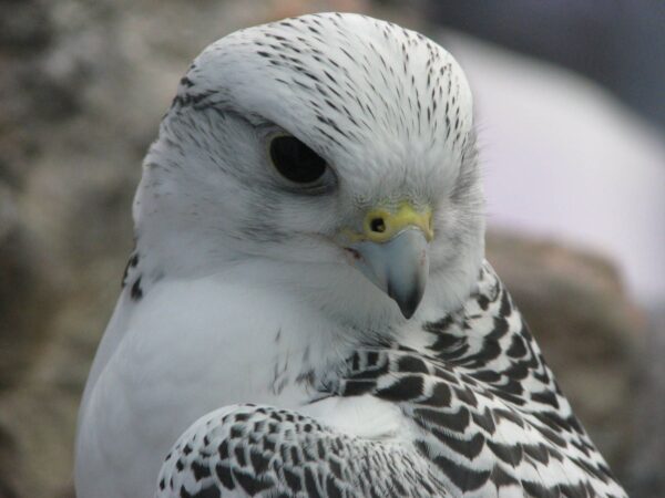 Gyrfalcon birds - Image 3