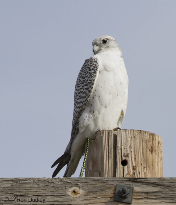 Gyrfalcon birds