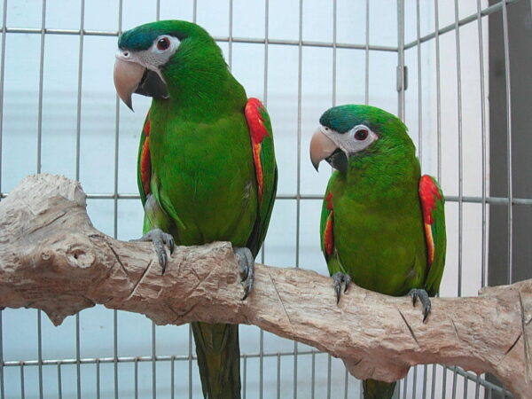 Hahn's Macaw Parrots