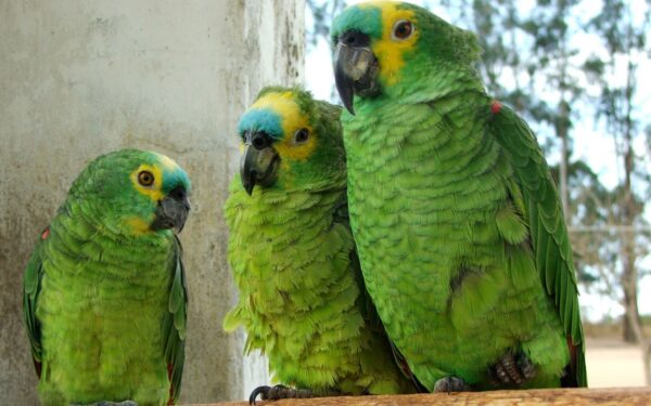 Hahn's Macaw Parrots - Image 2