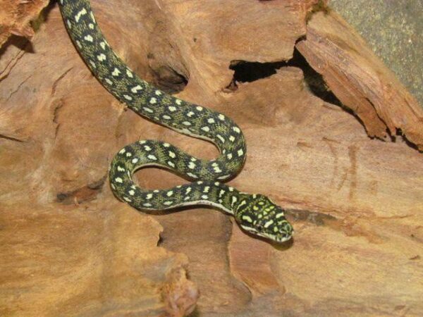 High Yellow Diamond Pythons for sale - Image 2