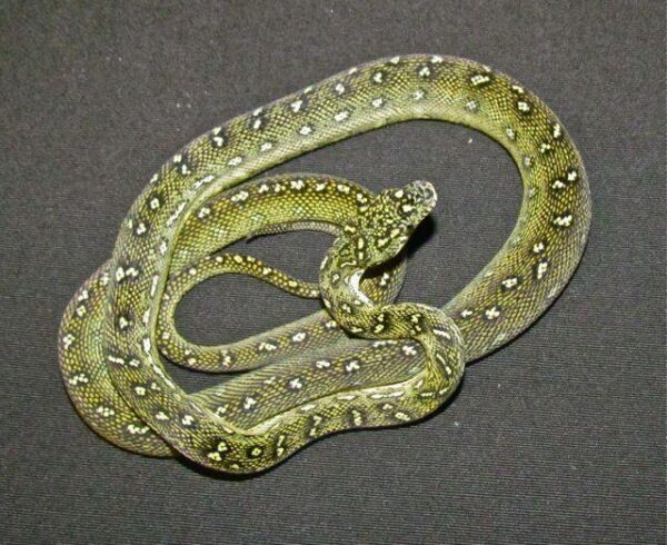 High Yellow Diamond Pythons for sale