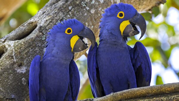 Hyacinth Macaw Parrots