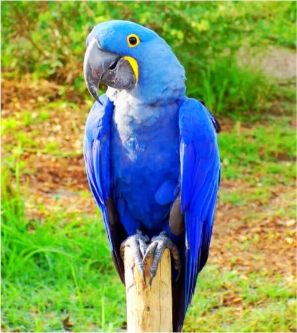 Hyacinth Macaw Parrots - Image 4