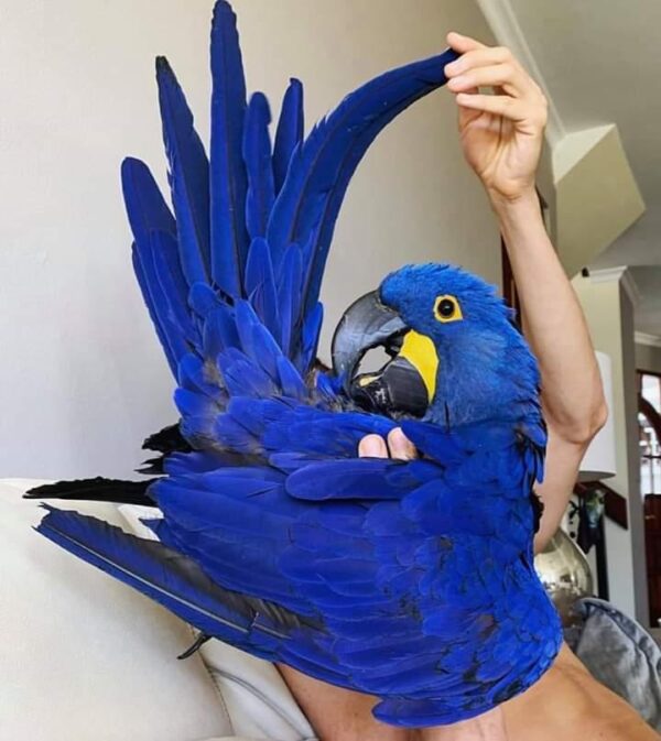 Hyacinth Macaw Parrots - Image 2