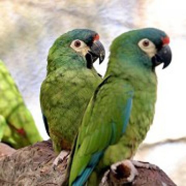 Illiger’s Macaw Parrots - Image 2