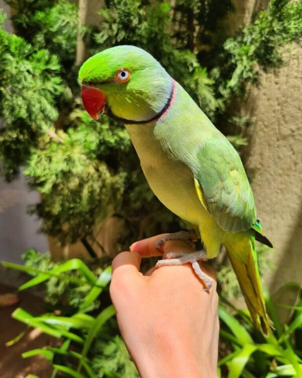 Indian Ringneck Parakeets for sale - Image 5