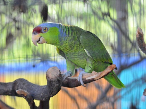 Lilac-crowned Amazon Parrot - Image 3