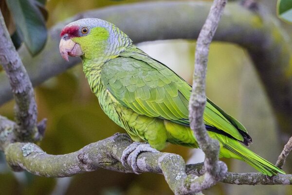 Lilac-crowned Amazon Parrot - Image 2