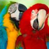 Macaw Parrots - Image 5